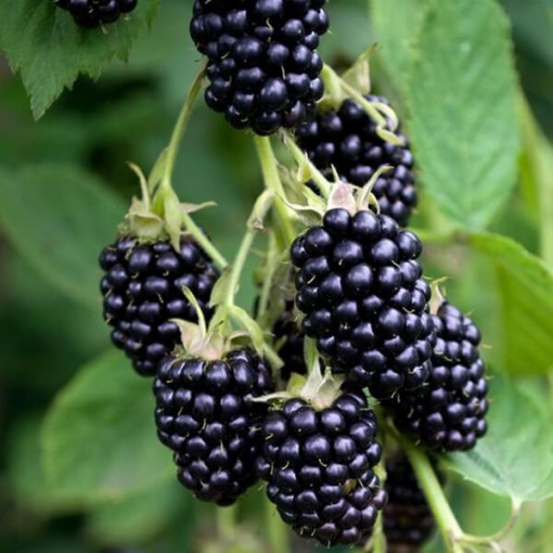 Bezdzelkņu kazene 'Black Satin' P9/C1