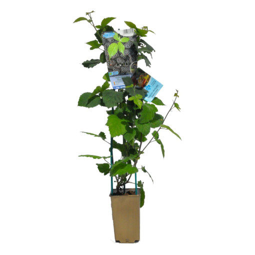 Bezdzelkņu kazene 'Black Satin' P9/C1