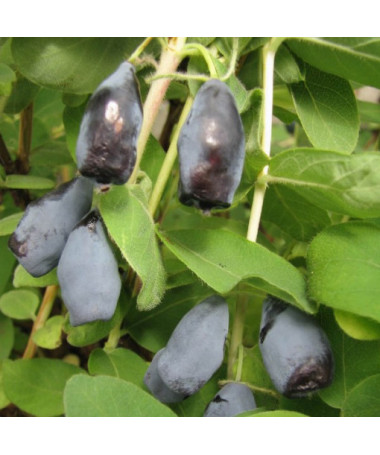 Kamčiatinė sausmedė 'Woloszebnica'