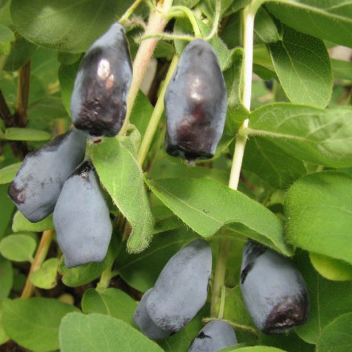 Kamčiatinė sausmedė 'Woloszebnica'