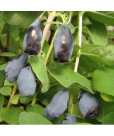 Kamčiatinė sausmedė 'Woloszebnica'