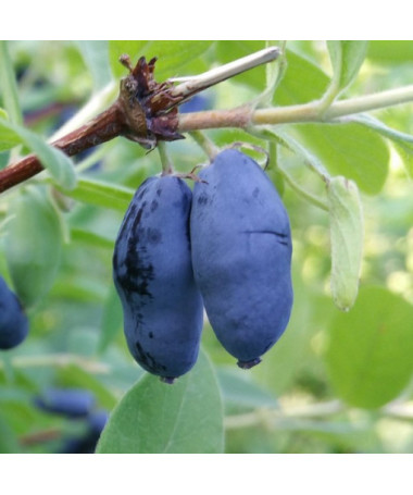 Kamčatkas oga WOJTEK 2l