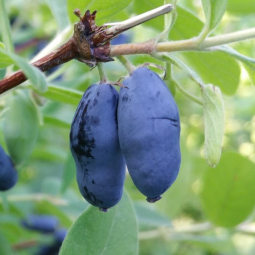 Kamčatkas oga WOJTEK P9/C1