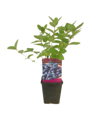 Kamčatkas oga WOJTEK P9/C1