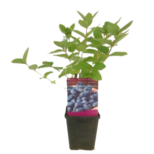 Kamčatkas oga WOJTEK P9/C1