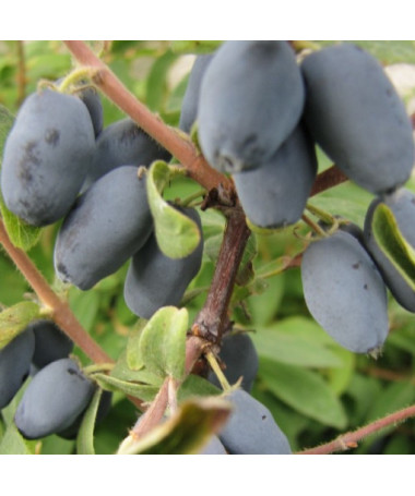 Sausmedis 'Sinoglaska' 2L