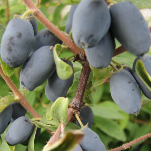 Sausmedis 'Sinoglaska' 2L