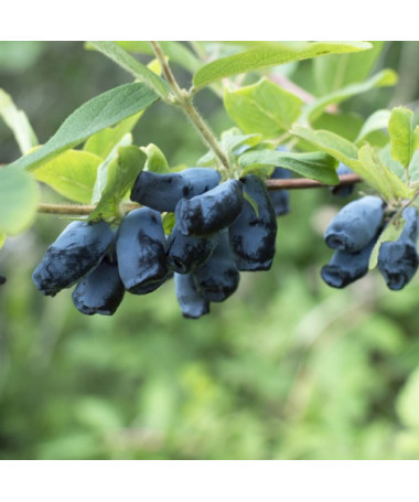 Sausmedis 'Sinoglaska' 2L