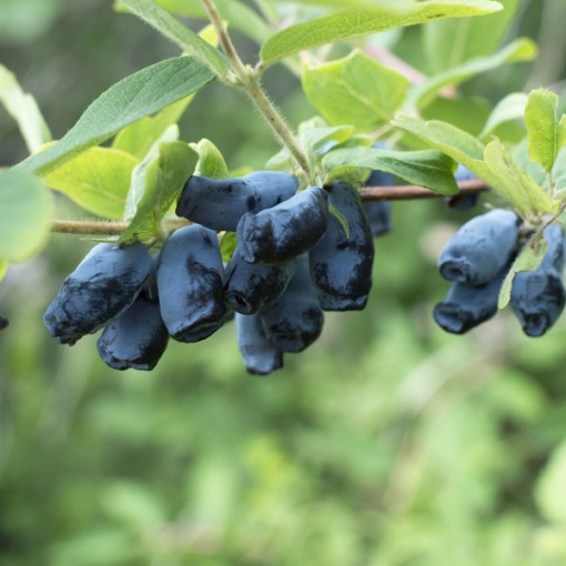 Sausmedis 'Sinoglaska' 2L