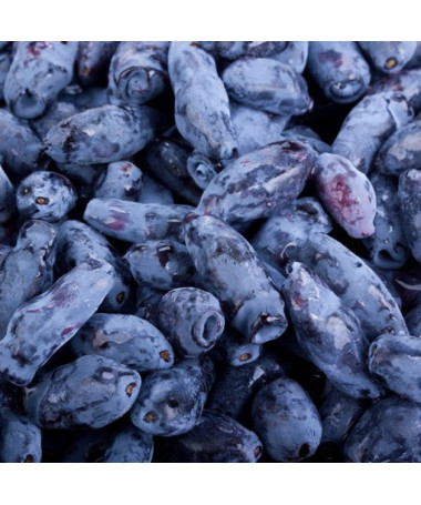 Kamčiatkinė uoga KAMCZADAŁKA