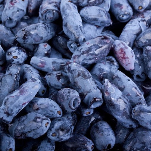 Kamčiatkinė uoga KAMCZADAŁKA