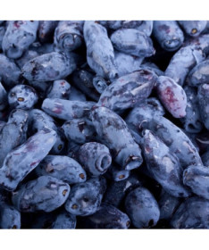 Kamčiatkinė uoga KAMCZADAŁKA