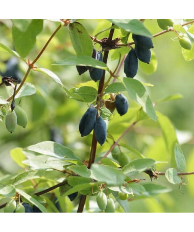 Jagoda kamczacka DUET