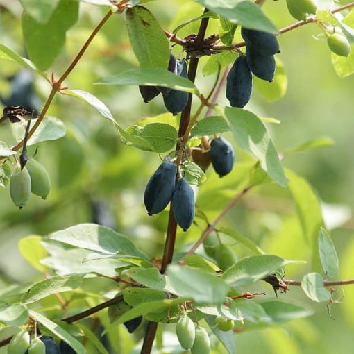 Jagoda kamczacka DUET