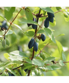 Jagoda kamczacka DUET