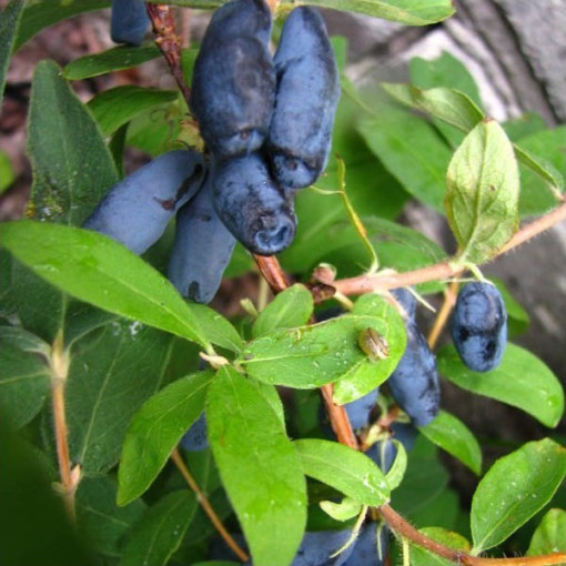 Sausmedis 'Czelabinka' 2L