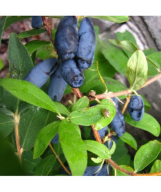 Sausmedis 'Czelabinka' P9/C1