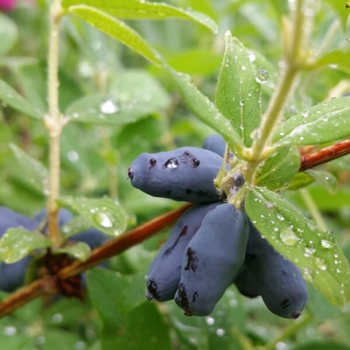 Kamčiatinė sausmedė 'Black'