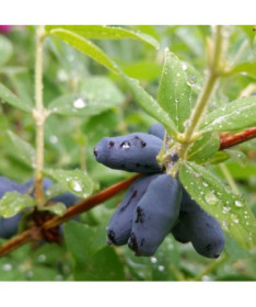 Kamčiatinė sausmedė 'Black'