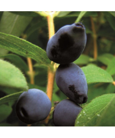 Kamčiatinė sausmedė 'Black'