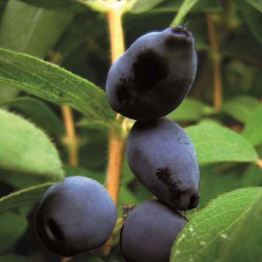 Kamčiatinė sausmedė 'Black'