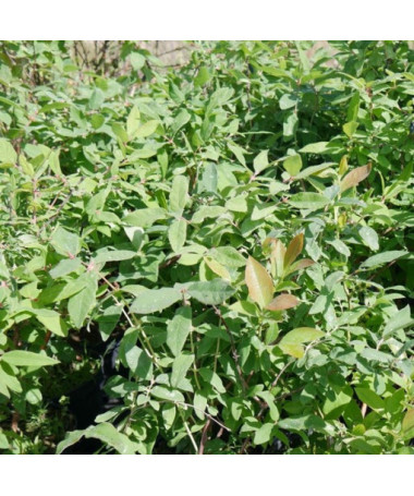 Sausmedis 'Brazowa' 2L