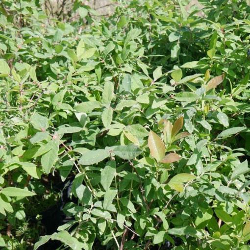 Sausmedis 'Brazowa' 2L