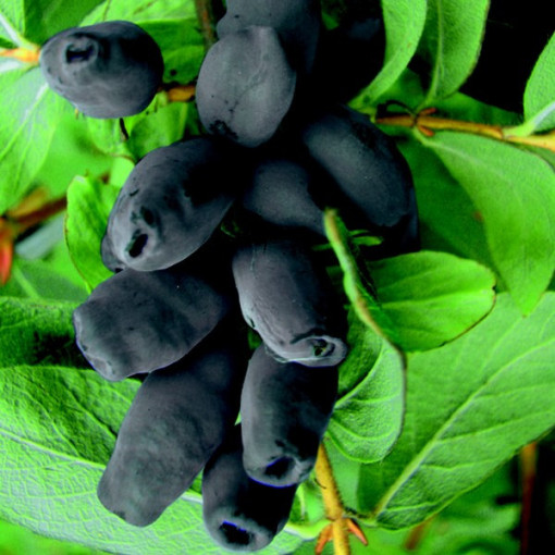 Kamčiatinė sausmedžio uoga Ruda P9/C1