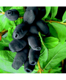 Kamčiatinė sausmedžio uoga Ruda P9/C1