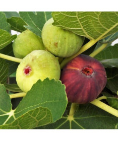 Paprastasis figmedis 'Brown Turkey' 4L