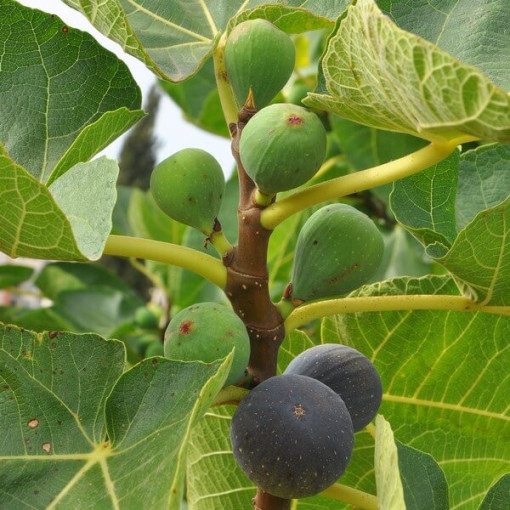 Paprastasis figmedis 'Brown Turkey' 4L