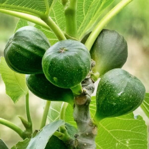 Paprastasis figmedis 'Brown Turkey' 4L