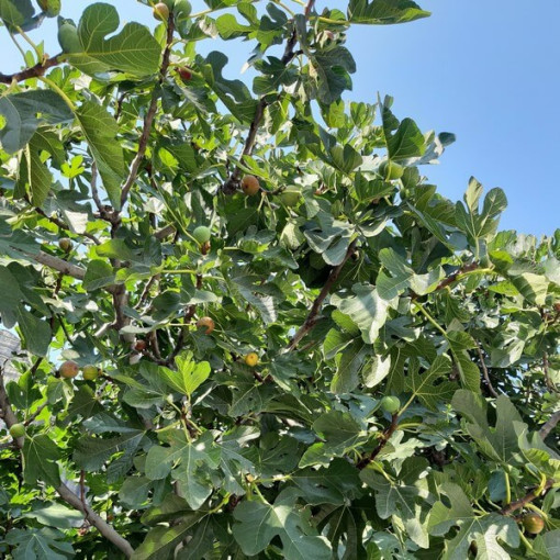 Paprastasis figmedis 'Brown Turkey' 4L