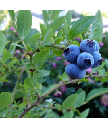 Amerikāņu mellenes Toro P9/C1