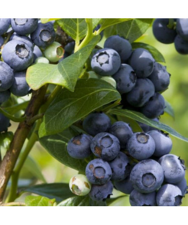 Aukštaūgė šilauogė 'Spartan' P9/C1