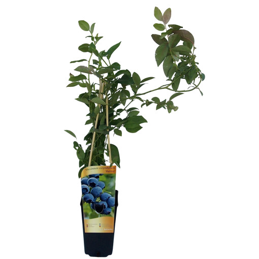 Aukštaūgė šilauogė 'Patriot' 2L