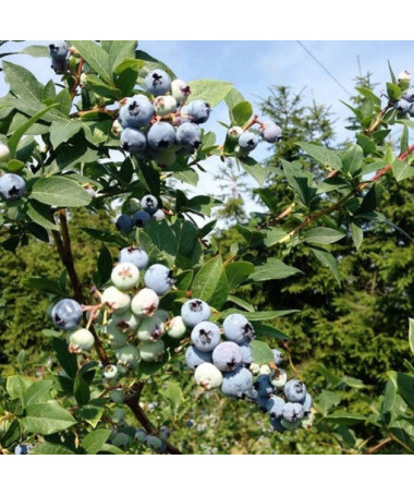 Amerikāņu mellenes Patriot P9/C1