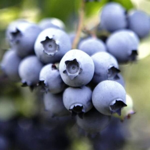 Amerikāņu mellenes Nelson P9/C1