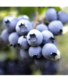 Amerikāņu mellenes Nelson P9/C1