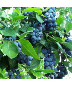 Aukštaūgė šilauogė 'Earliblue' P9/C1