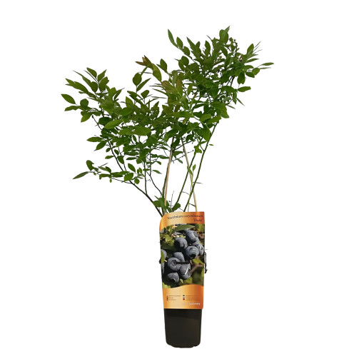 Aukštaūgė šilauogė 'Duke' (atspari šalčiui) 2L