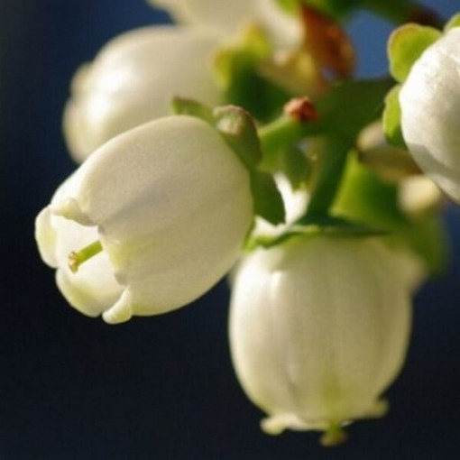 Amerikāņu mellenes 'Duke' IZTURĪGA PRET SALU P9/C1