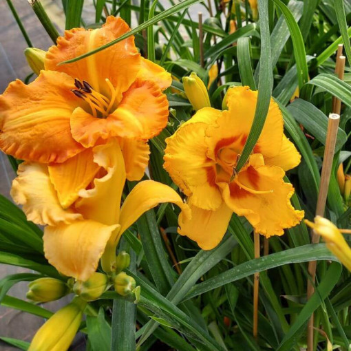 Dienlilija "Orange Sensation" pods. 2L