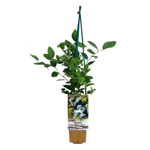 Amerikāņu melleņu šķirne 'Darrow' P9/C1