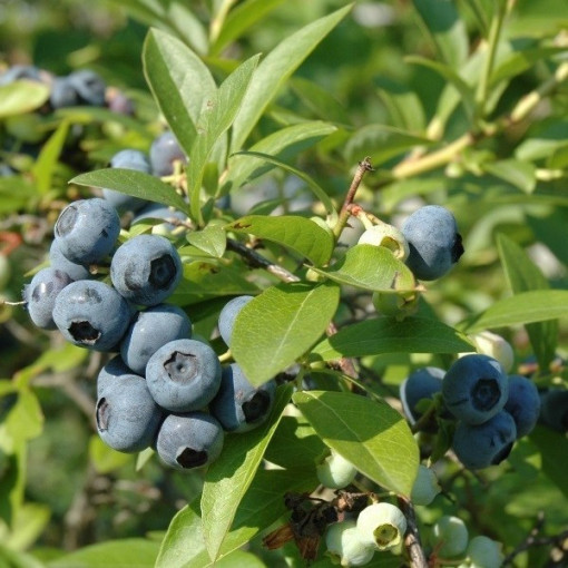 Augstā krūmmelleņu šķirne 'Chanticleer' P9/C1