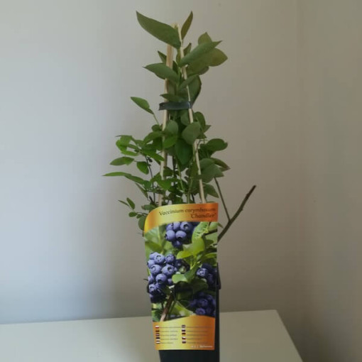 Aukštaūgė šilauogė 'Chandler' 2L