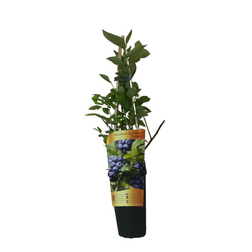 Aukštaūgė šilauogė 'Chandler' 2L