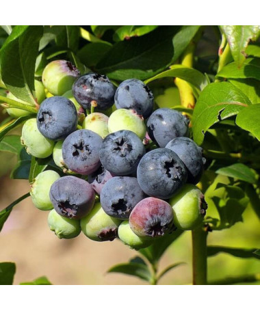 Aukštaūgė šilauogė 'Bonifacy' P9/C1