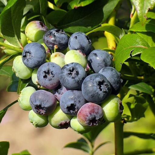 Aukštaūgė šilauogė 'Bonifacy' P9/C1