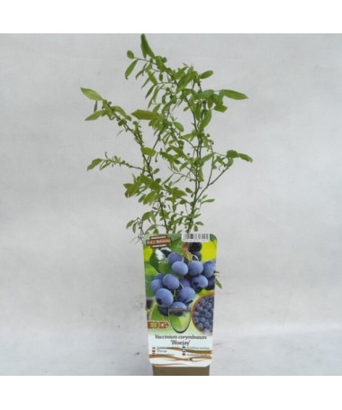 Amerikāņu mellenes 'Bluejay' P9/C1